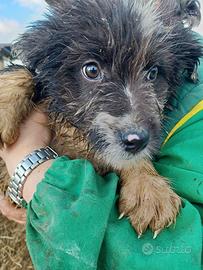 Cuccioli pastore del bergamasco