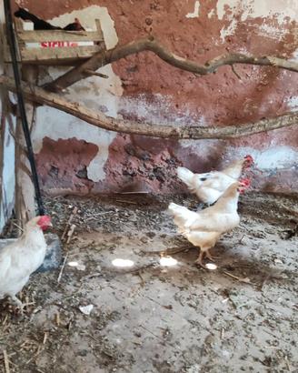 Galline galli anatroccoli e anatre