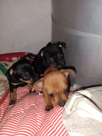 Cuccioli di princery e chihuahua