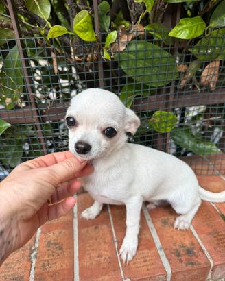 Chihuahua