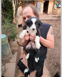 Cuccioli di border collie