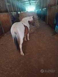 Poni