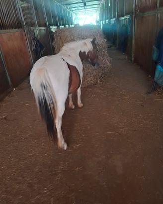 Poni