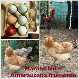2 Pulcini di 1 mese