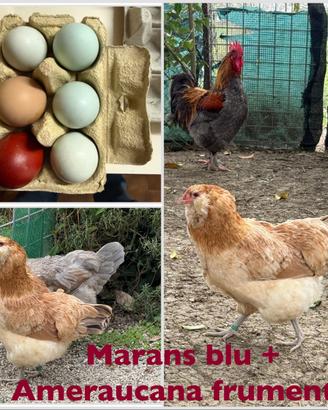 2 Pulcini di 1 mese