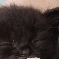 Gattino nero
