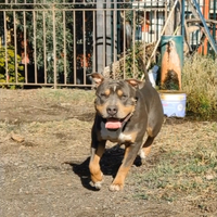 American Pitbull terrier tricolor