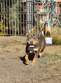 American Pitbull terrier tricolor