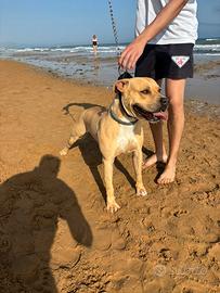 Disponibile cucciolo di pitbull ukc per monta