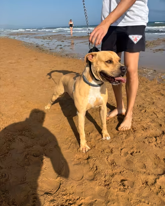 Disponibile cucciolo di pitbull ukc per monta