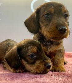 Cuccioli bassotti pelo duro Arlecchino pedigree