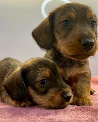 Cuccioli bassotti pelo duro Arlecchino pedigree