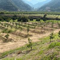 Terreno agricolo 1 ettaro con rudere