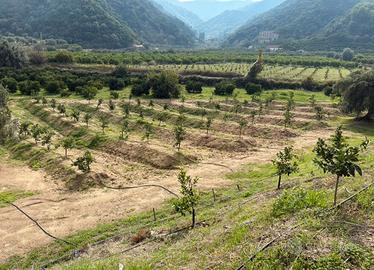 Terreno agricolo 1 ettaro con rudere