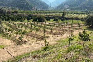 Terreno agricolo 1 ettaro con rudere