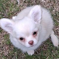 Cuccioli piccola taglia