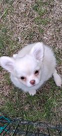 Cuccioli piccola taglia
