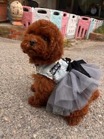 Barboncina nana red brown