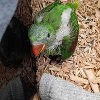 Grande alessandrino baby pappagalli da imbecco