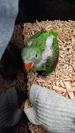 Grande alessandrino baby pappagalli da imbecco