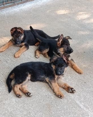 Cuccioli pastore tedesco