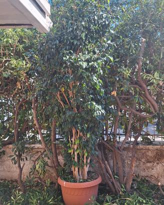 ficus