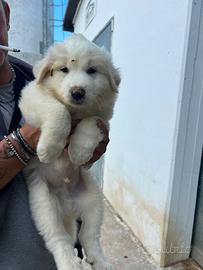 Cuccioli di pastore dei pirenei