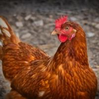Galline rosse ovaiole
