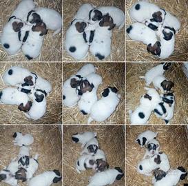 jack Russell 
