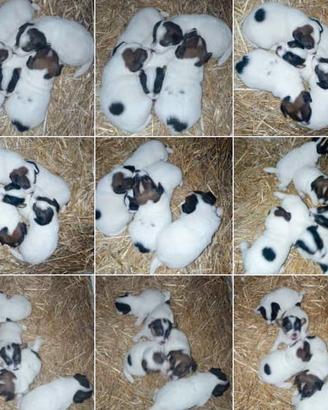 jack Russell 