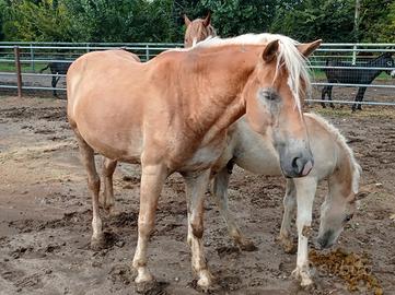 Cavalla Haflinger con puledro