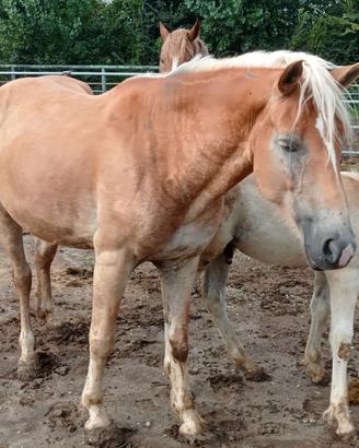 Cavalla Haflinger con puledro