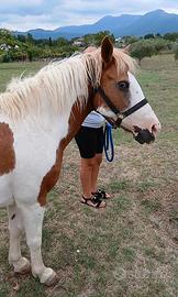 Pony femmina