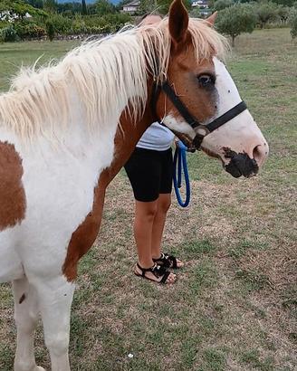 Pony femmina