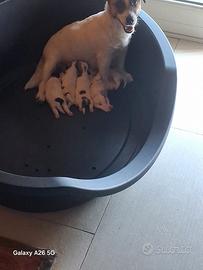 Jack russell pedigree 