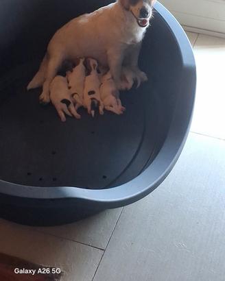 Jack russell pedigree 