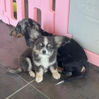 Chihuahua toy a pelo lungo