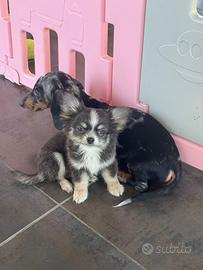 Chihuahua toy a pelo lungo