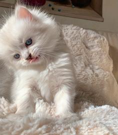 Cuccioli di gatto siberiano