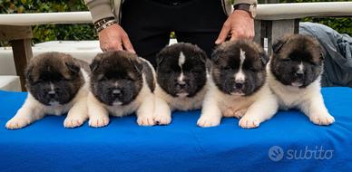 Akita americano cucciolo