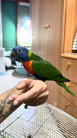 Pappagallo Lori Arcobaleno allevato a mano
