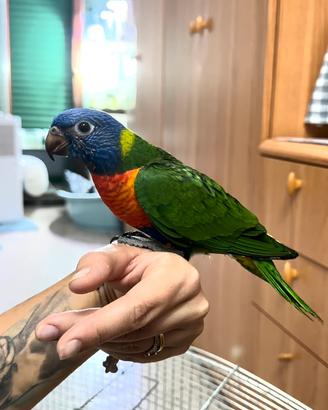 Pappagallo Lori Arcobaleno allevato a mano