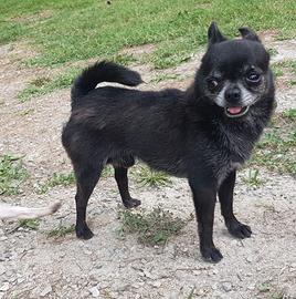 Chihuahua accoppiamento
