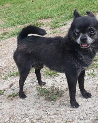 Chihuahua accoppiamento