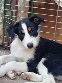 Border collie