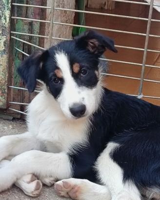 Border collie