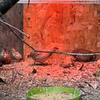 Pulcini Quaglia Cinese