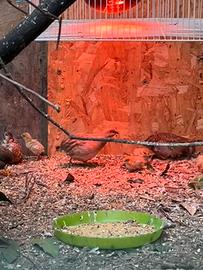 Pulcini Quaglia Cinese