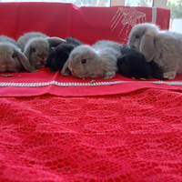 Coniglietti ariete nano minilop