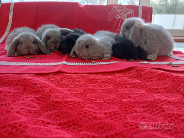 Coniglietti ariete nano minilop